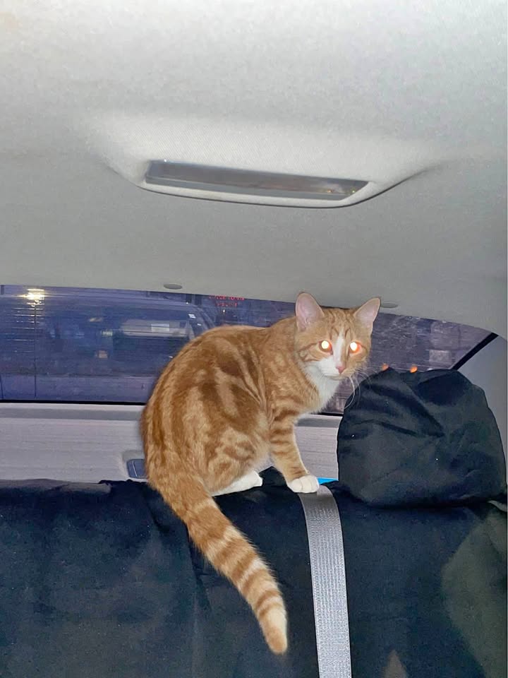 cat