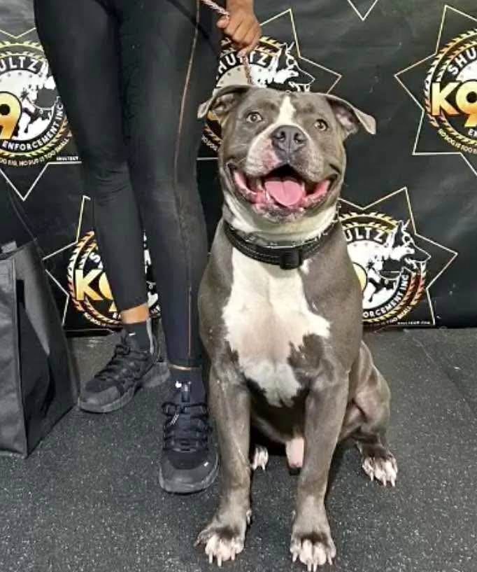 Free American Bullie “Ace”