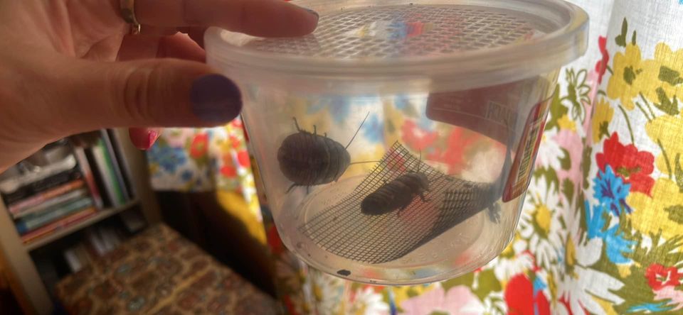 6 Giant Islander Roaches!