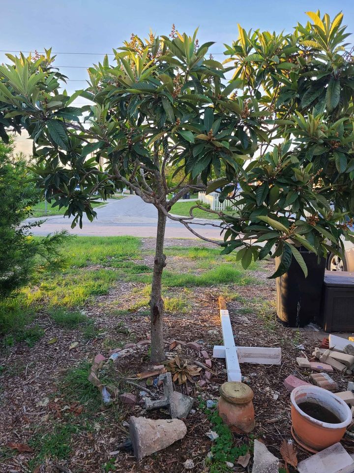free loquat tree - Freebie Alerts