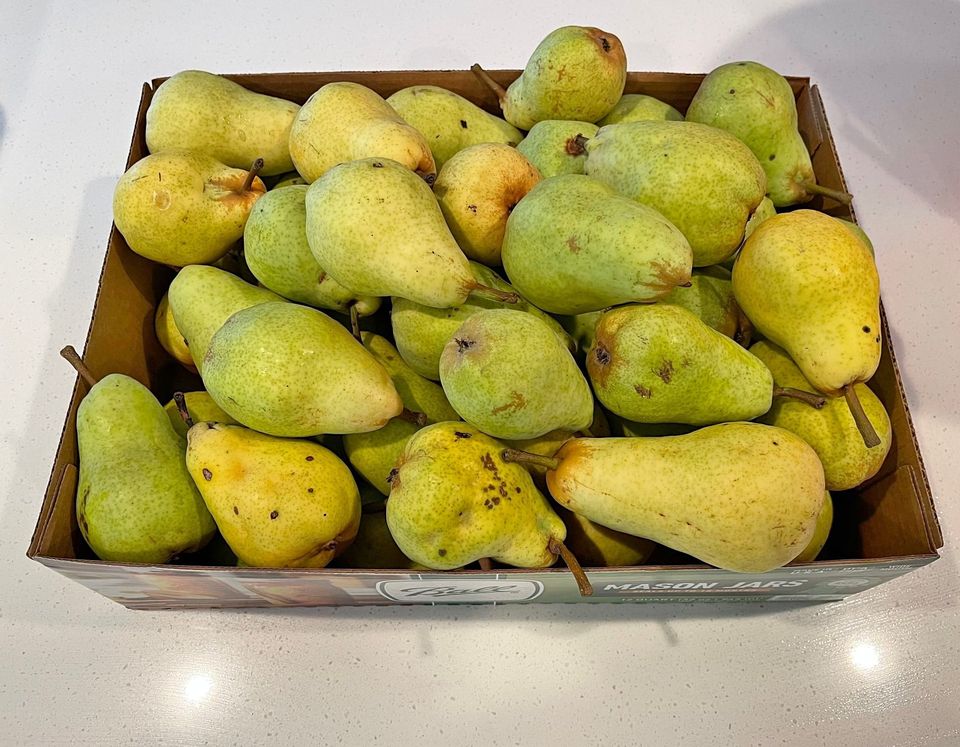 Free Pears Around 55 first one to pickup, gets it